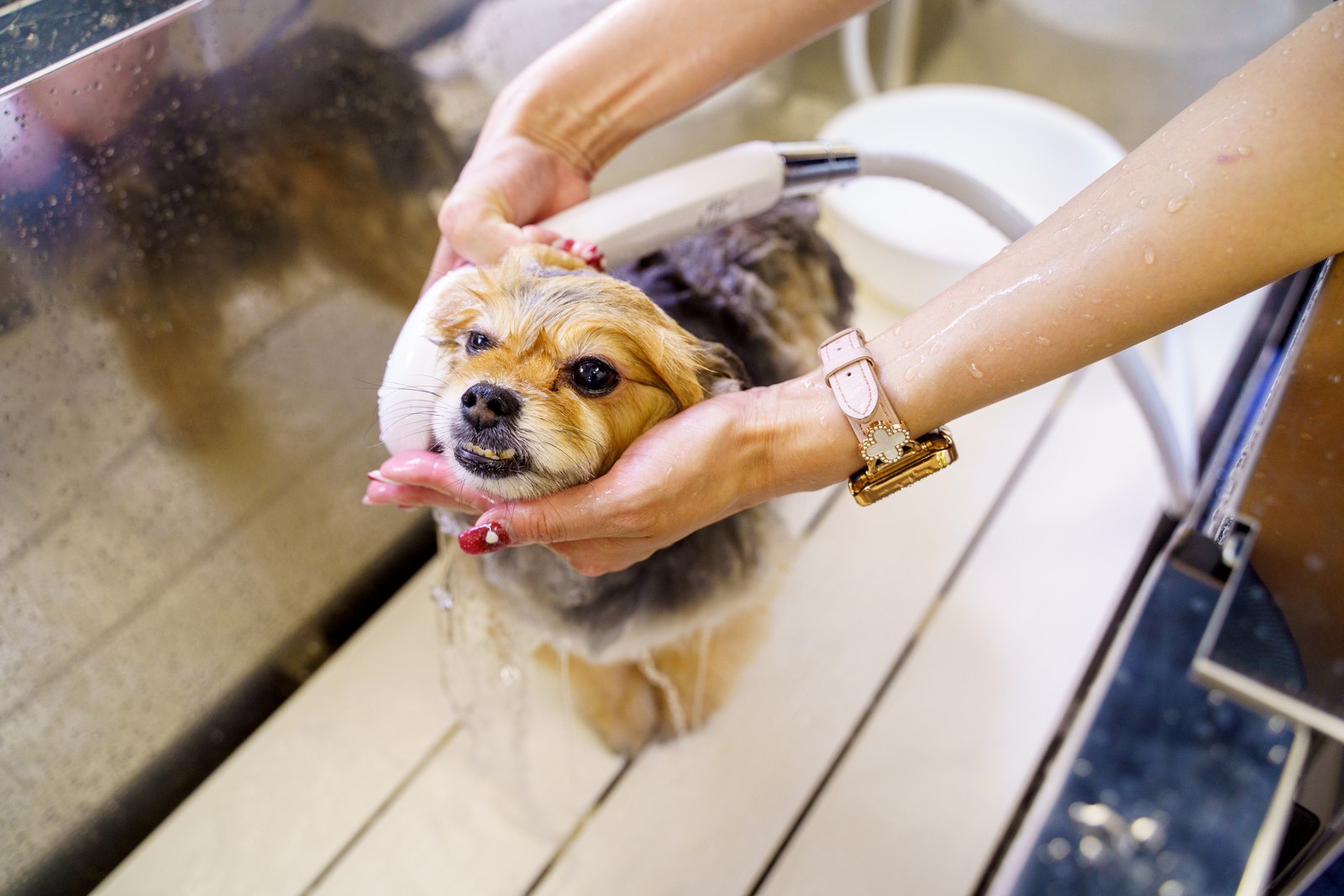 光マイクロバブル FOAMI による施術中の犬