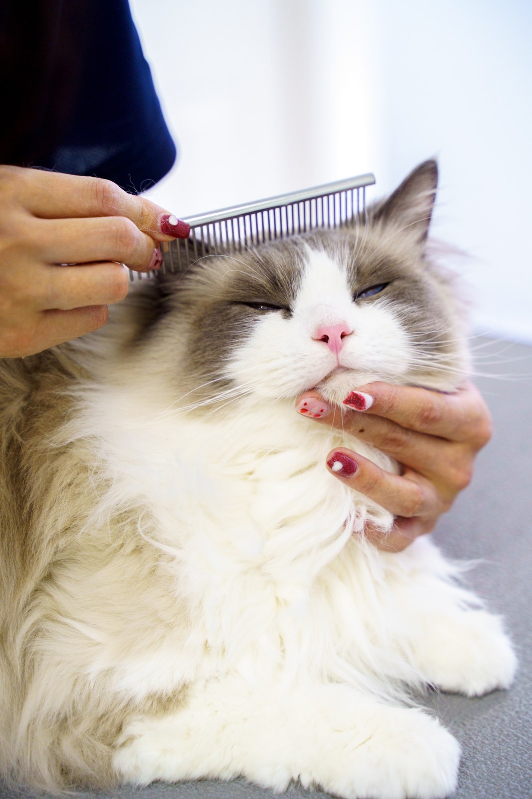 猫の顔まわりのコーミング施術