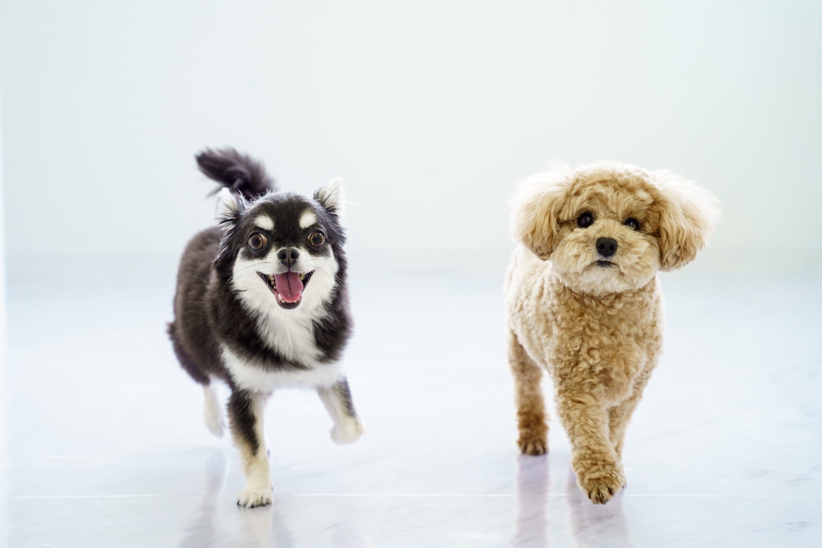 走るチワワとトイプードル